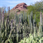 A display of cactus in the garden.