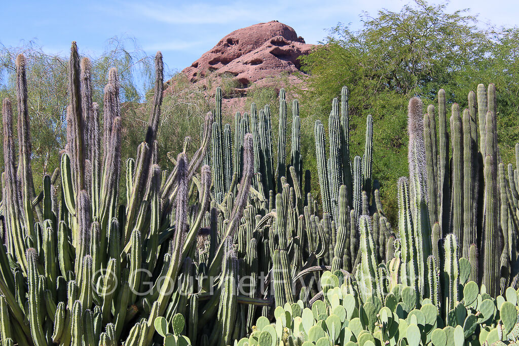 A display of cactus in the garden.