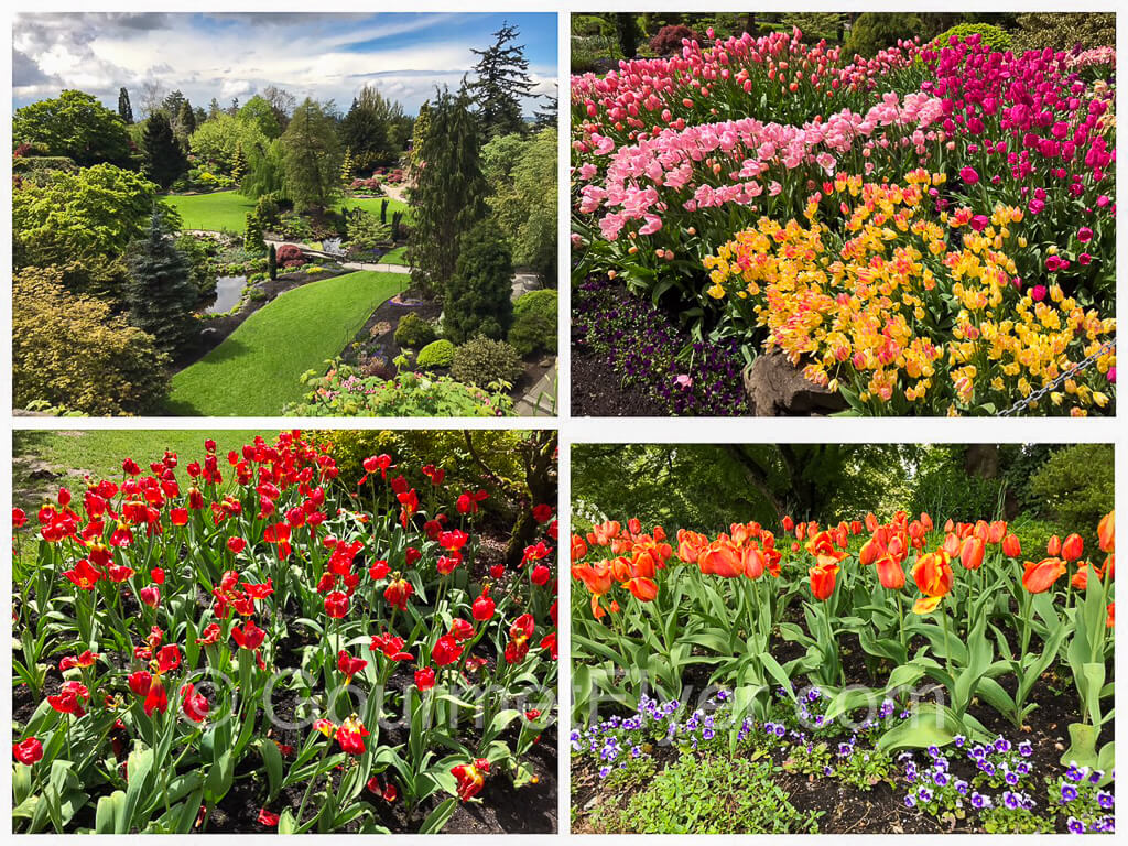 Collage of flowers.