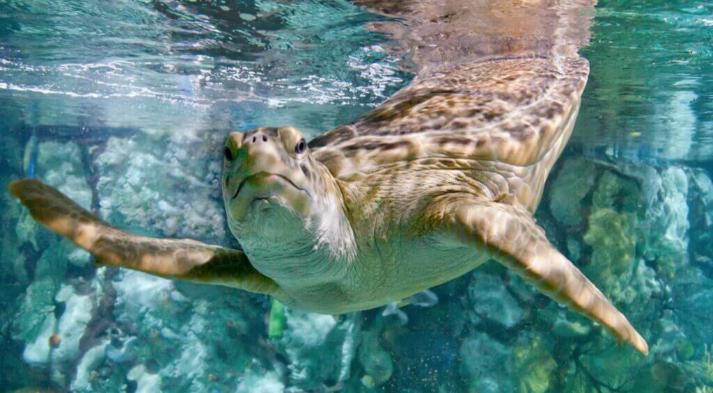 A large green sea turtle swims inside a large aquarium tank with her head up.