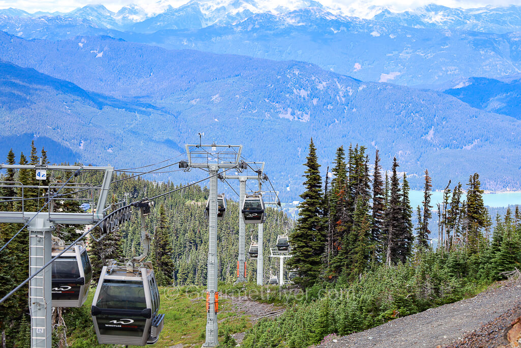 Gondolas are traveling in both directions in a path line with tall green trees.