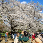 Guide to cherry blossom in Tokyo Yokohama and Osaka features a huge blooming Sakura tree surrounded by tourists.