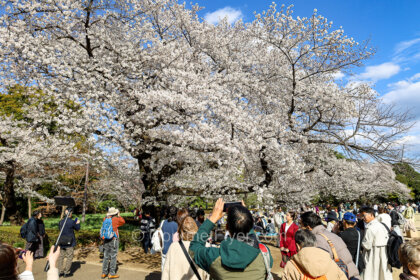 Guide to cherry blossom in Tokyo Yokohama and Osaka features a huge blooming Sakura tree surrounded by tourists.