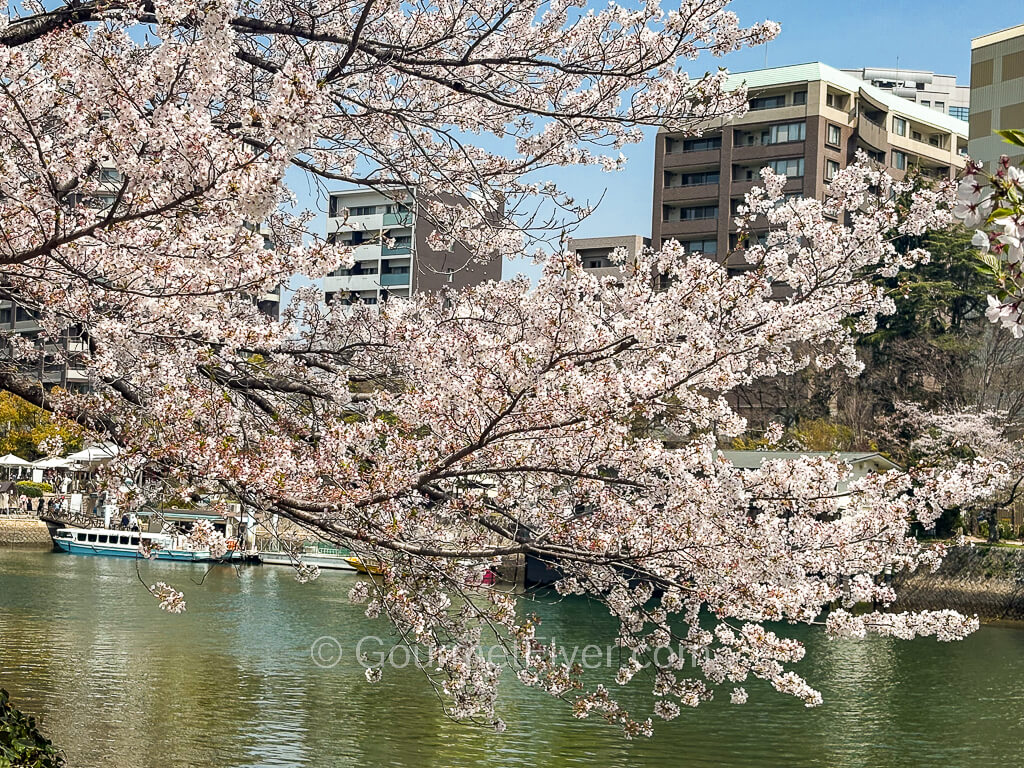 Branches of pale pink flowers are shown with a river and buildings in the background.