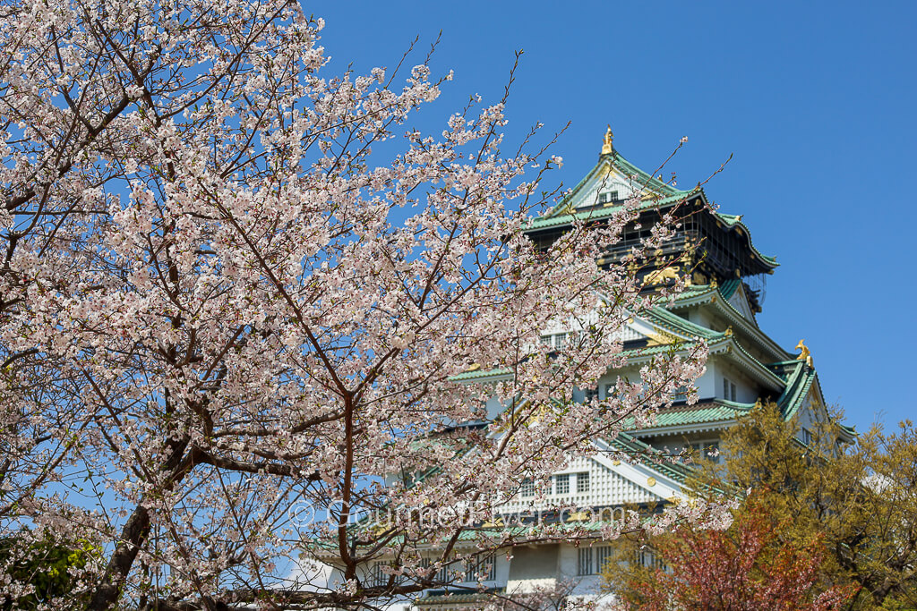 The Osaka Castle stands in the background of blooming Sakura branches.