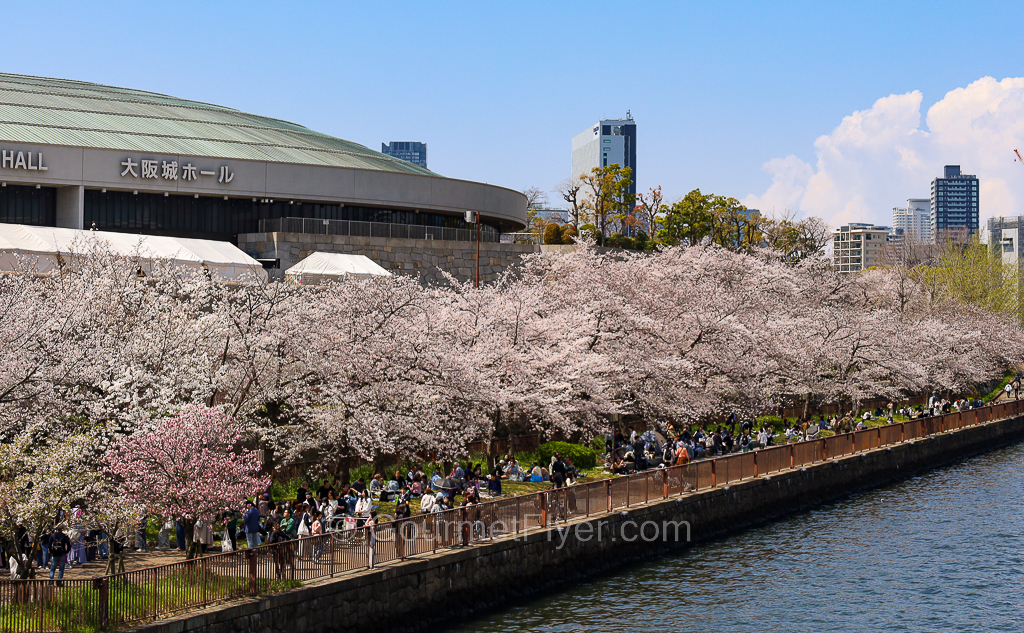 Numerous trees with dense flowers of different colors line the bank of a river, where many people gather around.