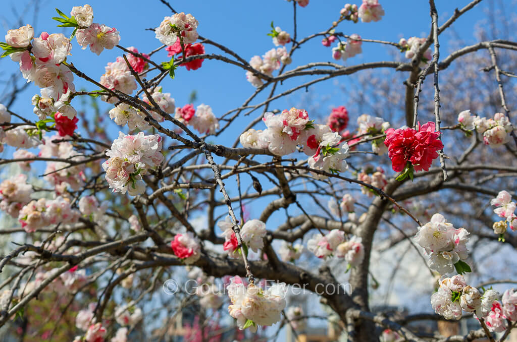Many white and red flowers grow on branches of the same tree, with a sunny blue sky in the background.