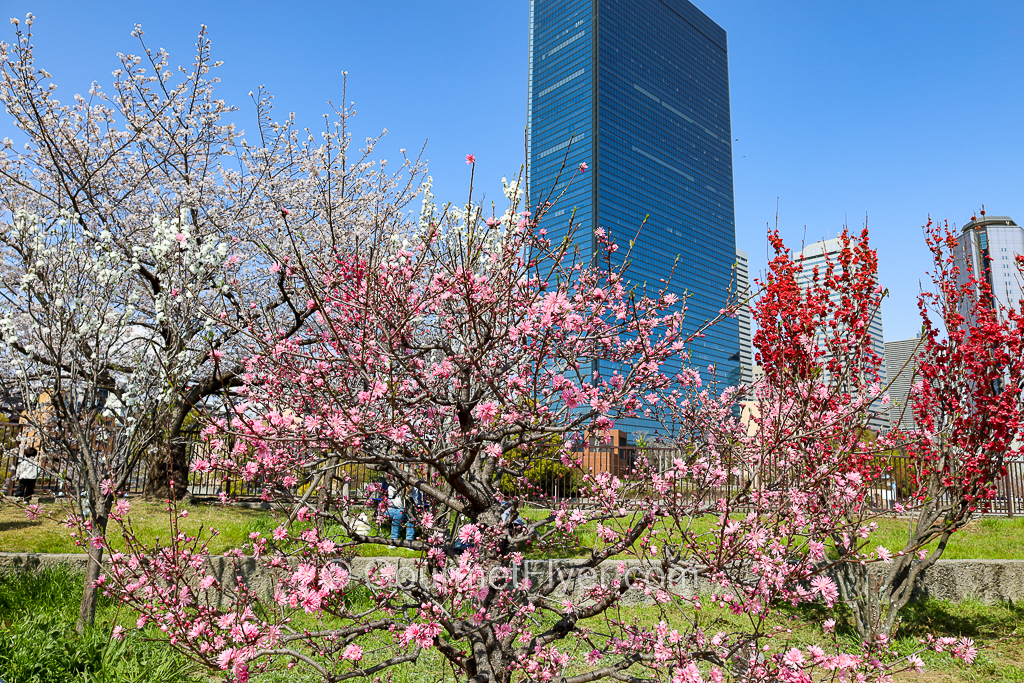 Flowers of many different colors stand in front of a tall steel glass office building.