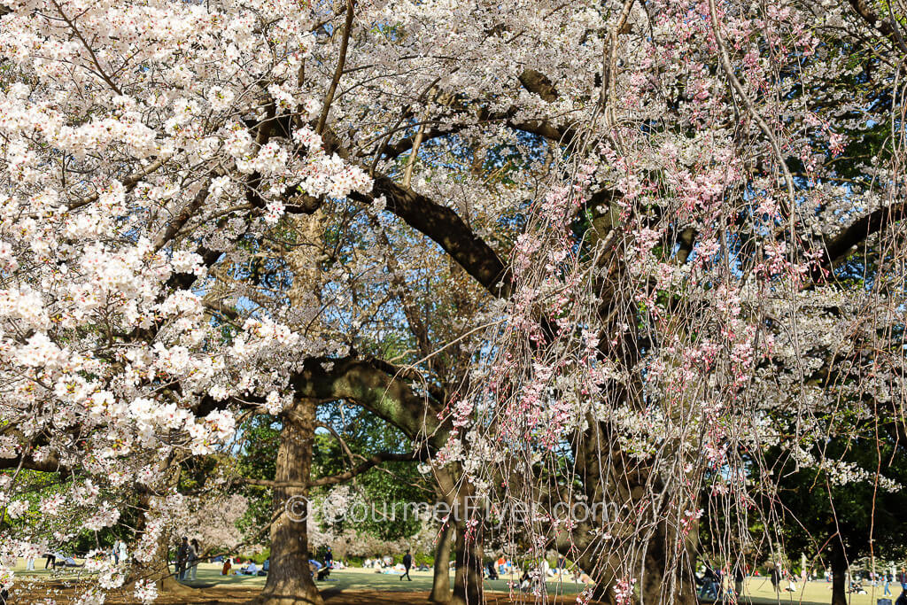 Branches with white and pink flowers bend and extend to the ground.