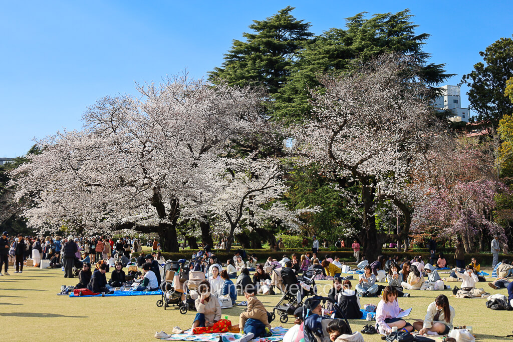 Many people are enjoying their picnics inside a park with cherry blossom trees in the backdrop.