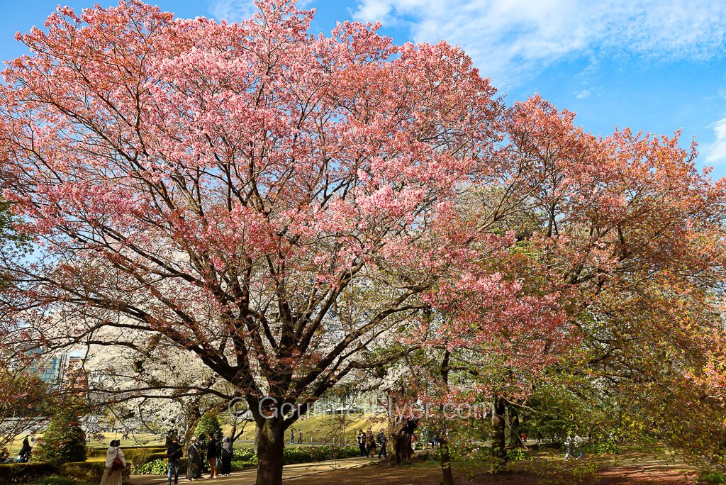 Several trees with pink blooming flowers are in a park under a sunny blue sky.