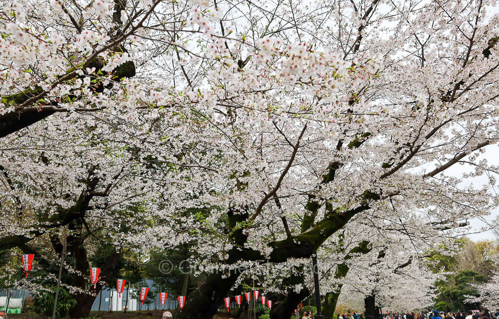 A large crowd is walking along a path under the shades of branches with numerous white flowers.