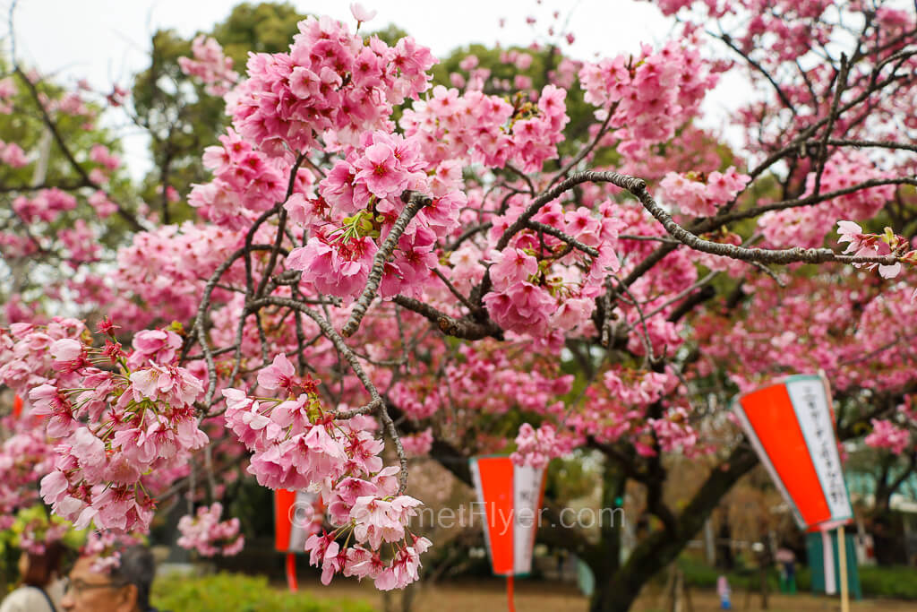 A cluster of the flowers of cherry blossom trees have bright pink petals.