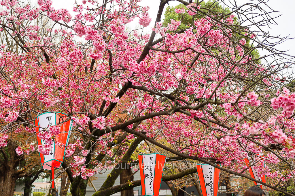 A cluster of trees with branches full of pink booming flowers.
