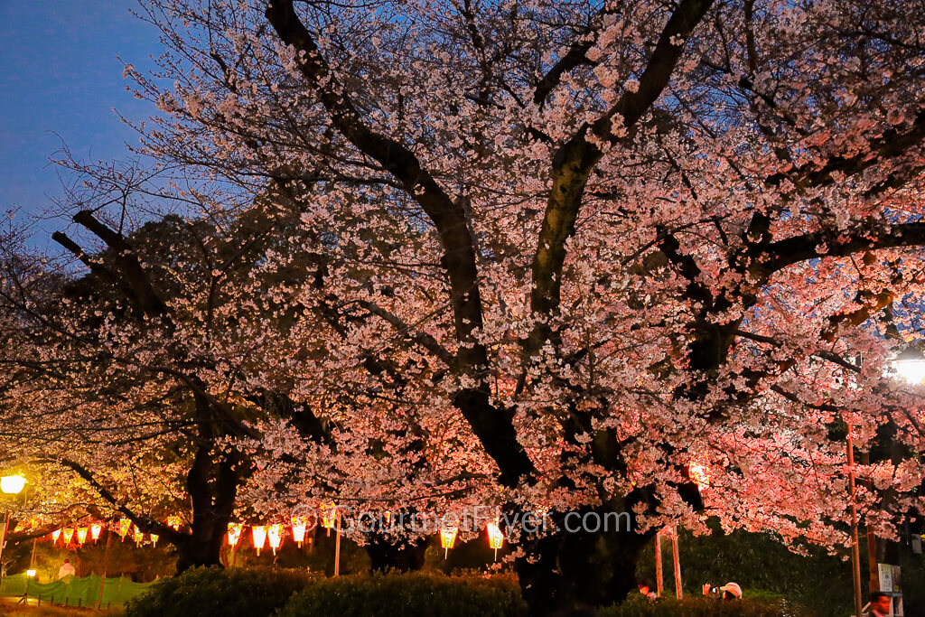 A tall and large Sakura tree with big branches is lit up by lanterns, highlighting its bright pink flowers.