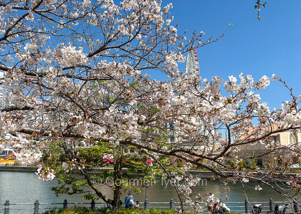 Branches with white flowers are shown with a river and a Ferris wheel in the backdrop.