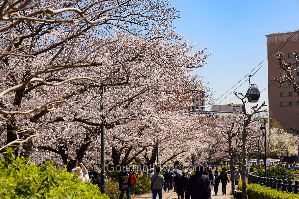 People walk on a path with cherry blossom trees on the left and cables cars above them on the right.