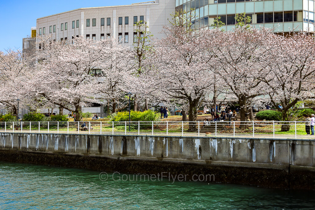 A row of trees with pink flowers and buildings in the background are seen from a waterway.