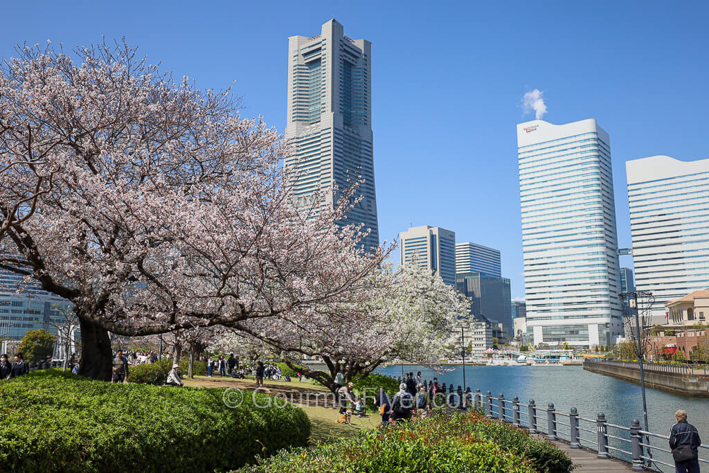 A large blooming tree sits next to the shore of a river, with skyscrapers in the background.
