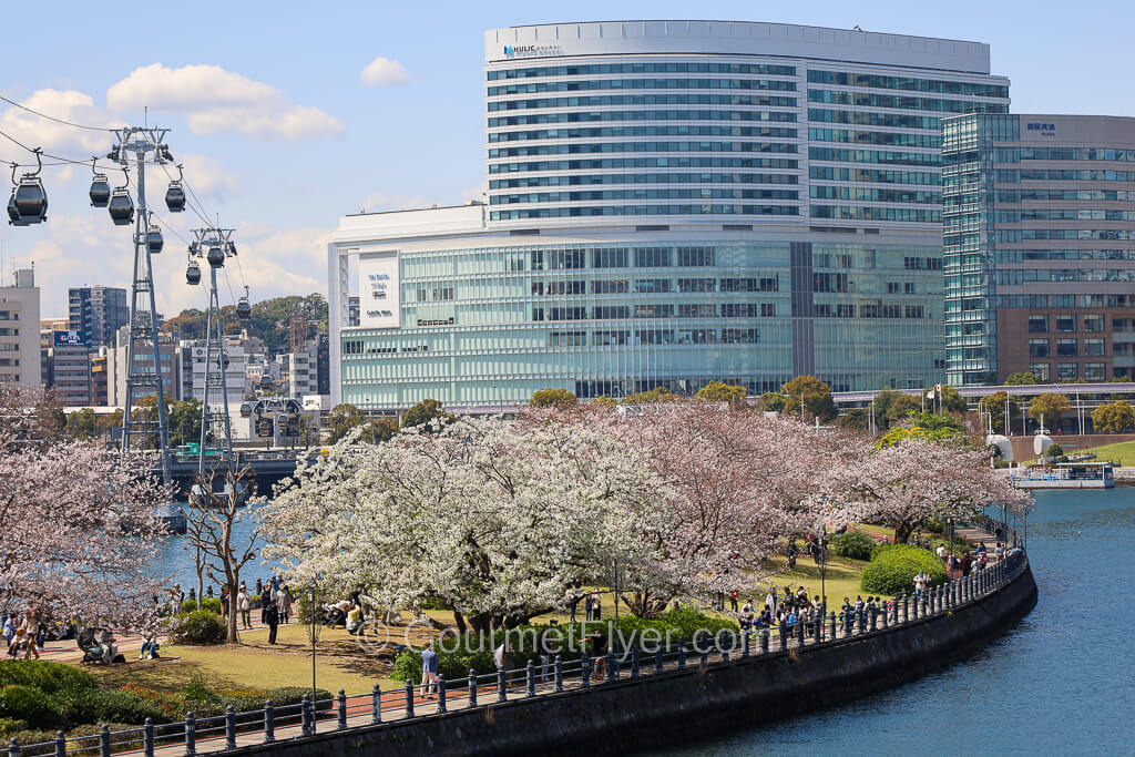 A cluster of Cherry trees with flowers in different colors line a path that curves along a river.