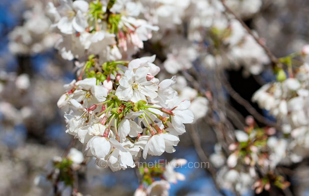 Close-up of a cluster of flowers with white petals.