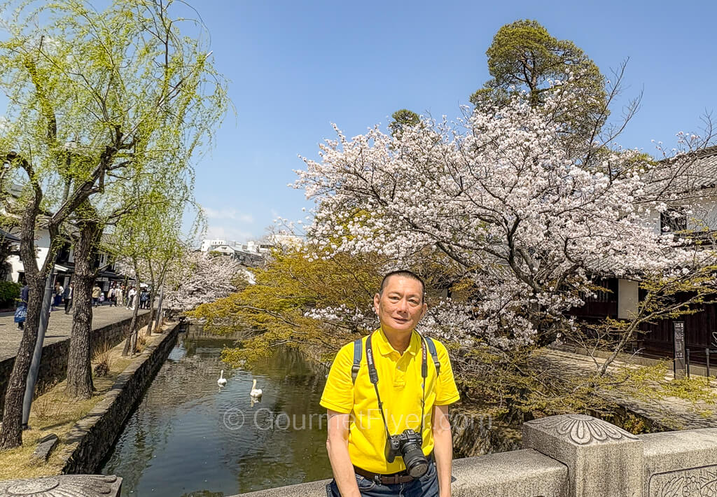 Travel blogger Gourmet Flyer wearing a yellow polo shirt poses with a canal and Sakura trees i the background.