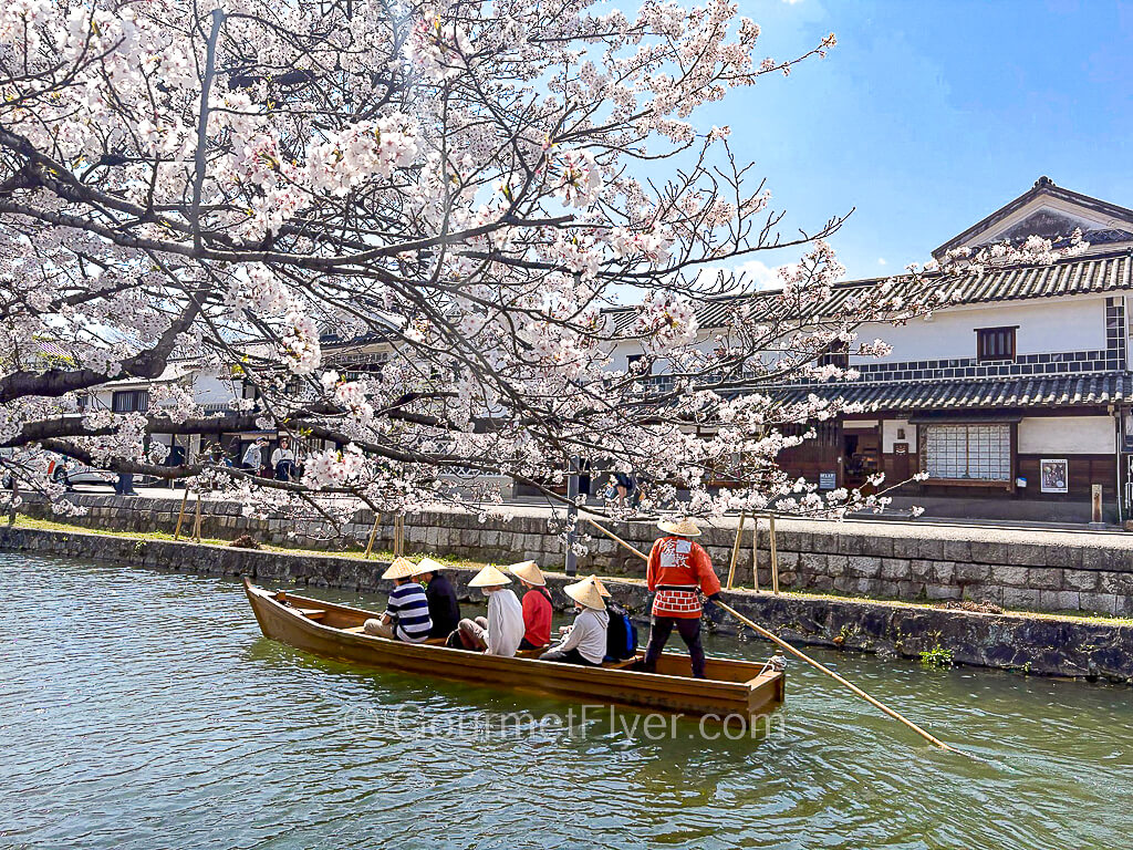 A boat carrying passengers wearing conical hats sail under a cherry blossom tree with flowers with pale pink petals.