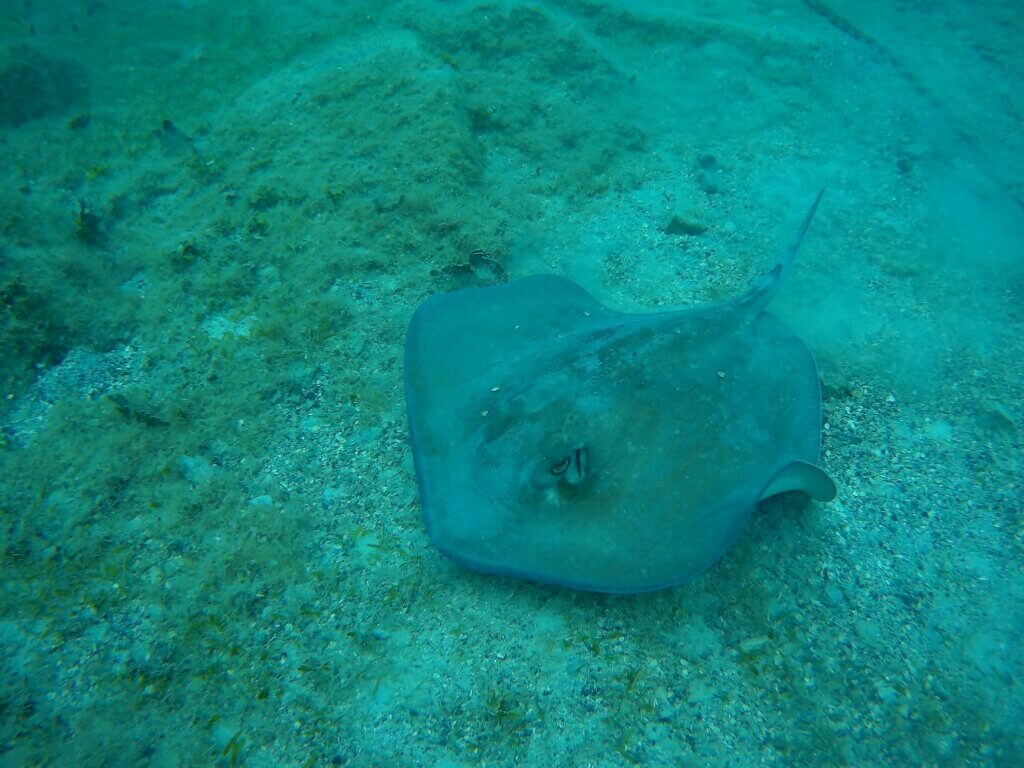 A stingray swims under water.